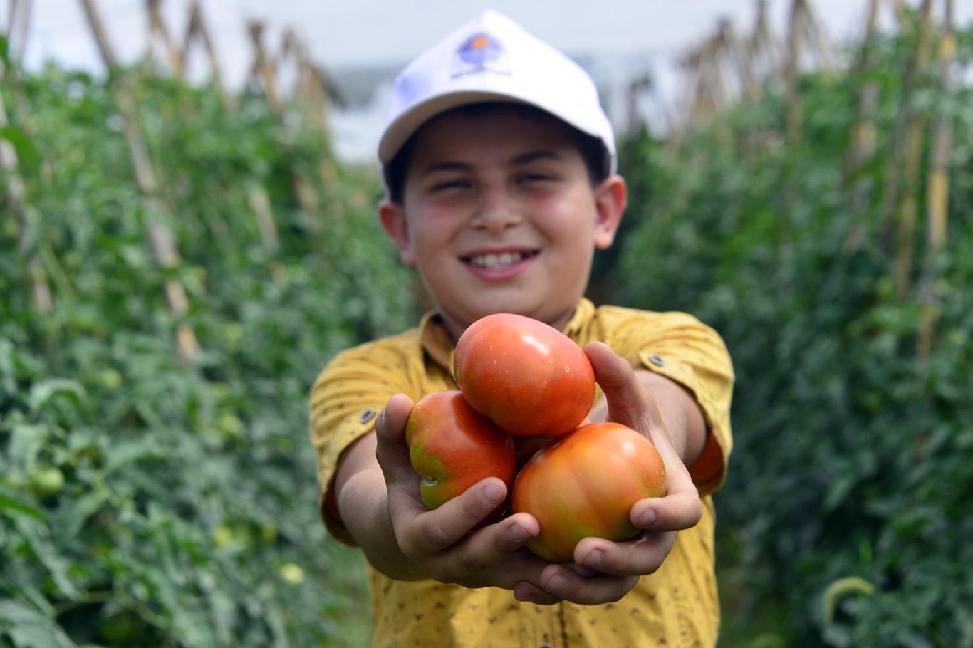 Çamlıyaylalı çiftçiler ilk kez domates hasadı yaptı 
